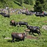 Confrontations begin at Fest Inalpe Tortin 2012