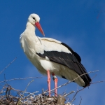 White Stork Ennetbuergen Switzerland