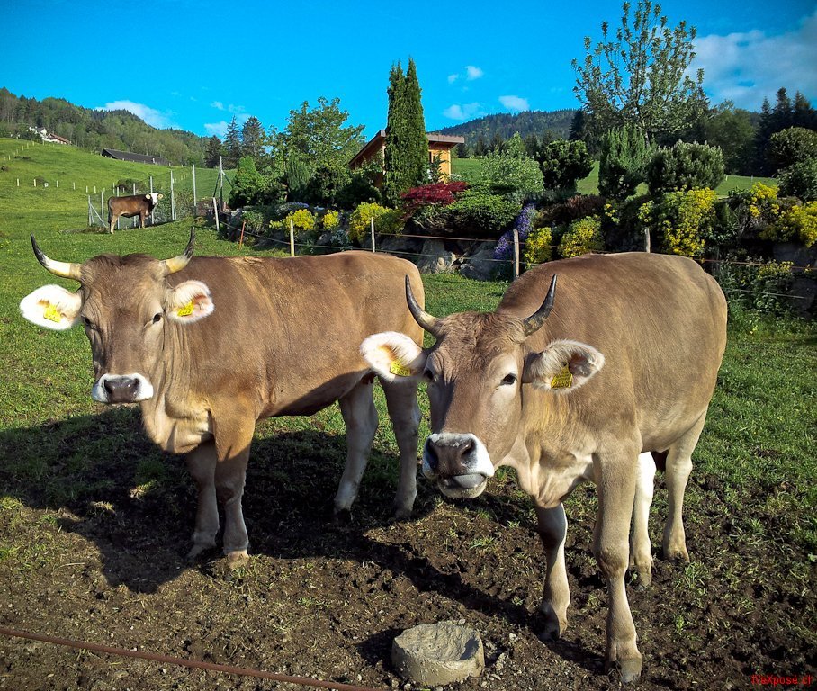 Young Cows in Hergiswil