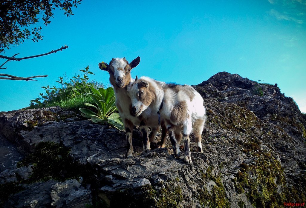 Goats Cuddle on a Rock