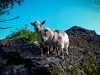 Goats Cuddle on a Rock