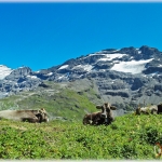 Cows and Titlis