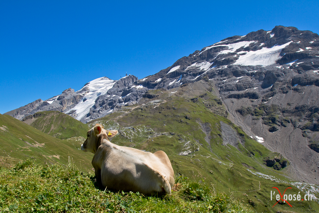 Swiss Brown Cow and the Titlis