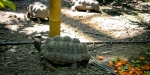 Greenhouse Turtles