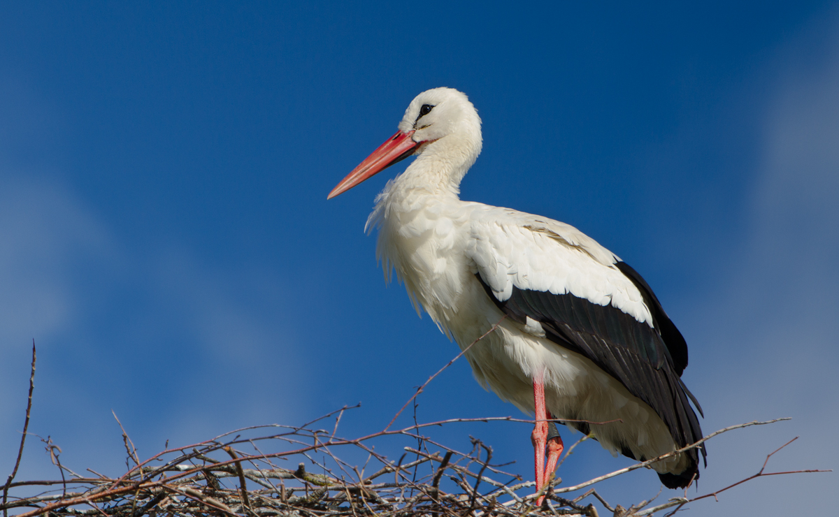 Nesting Stork in Ennetbuergen Spring 2016