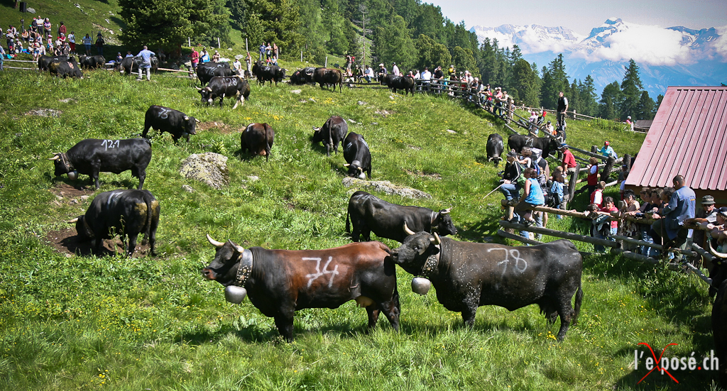 Hérens and Spectators at Fest Inalpe Tortin 2012