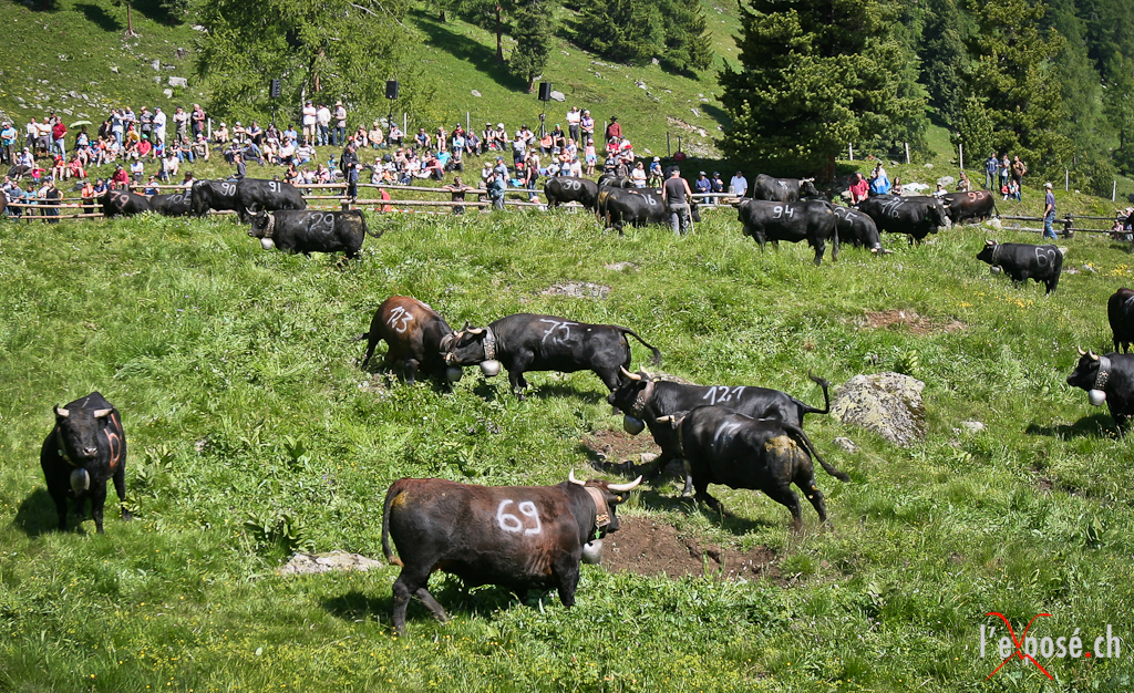 Confrontations begin at Fest Inalpe Tortin 2012