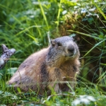 Marmot SNP