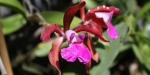 Tropenhaus Orchids
