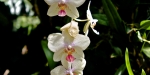 Tropenhaus Orchid