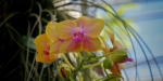 Swiss Tropenhaus Orchid