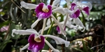 Wild Frutigen Orchid