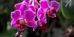 Stunning Swiss Cultivated Orchid