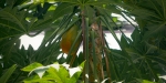 Tropical Fruit Flourishes in Frutigen