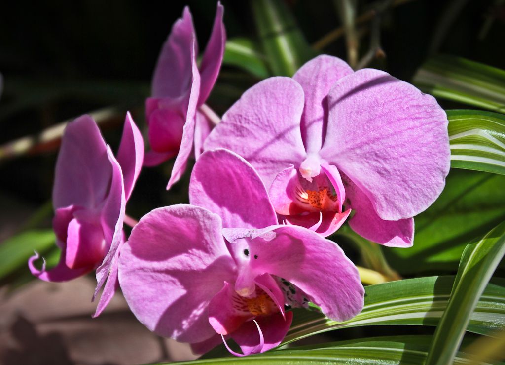 Gorgeous Fushia Colored Orchid in Frutigen
