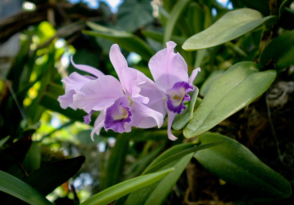 Greenhouse Orchids in Frutigen Switzerland
