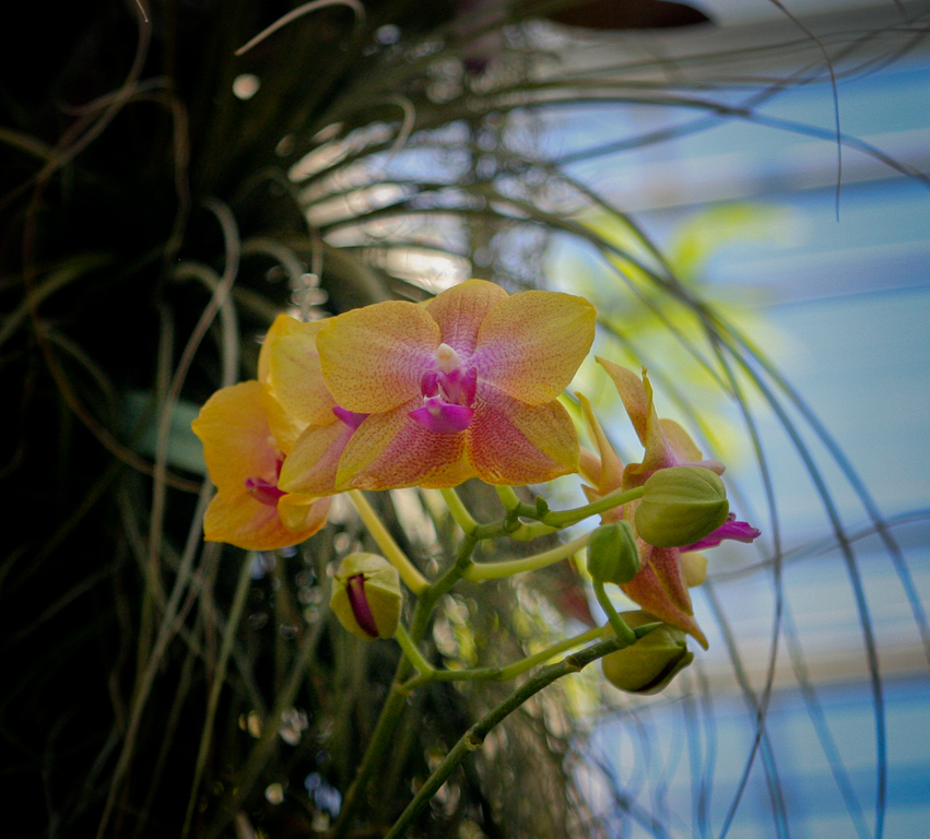 Swiss Tropenhaus Orchid