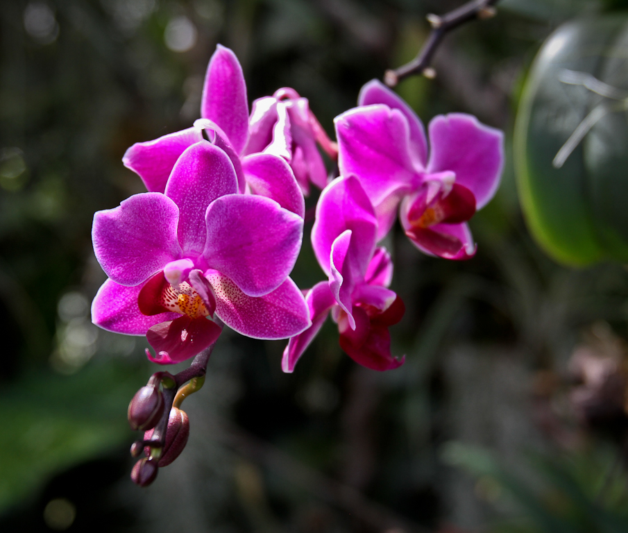 Stunning Swiss Cultivated Orchid