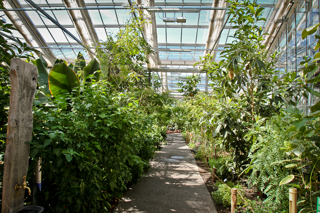 Tropical Plants in Tropenhaus