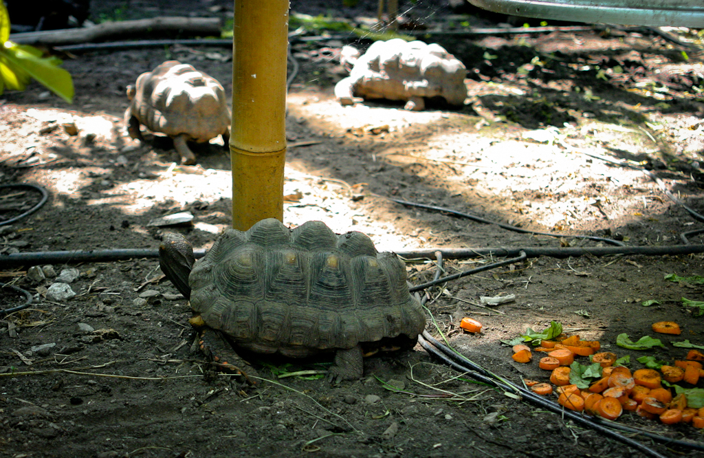 Greenhouse Turtles
