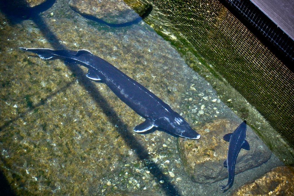 Frutigen Sturgeon in Tropenhaus Aquarium