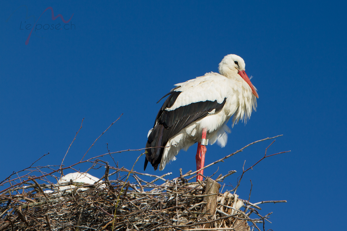 White Stork Ennetbuergen Switzerland